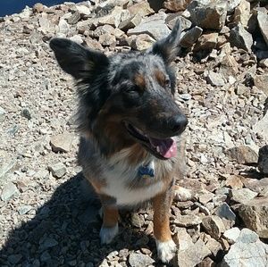 Meet your Posher, Izzy